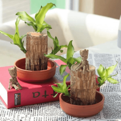 Brazilwood Hydroponic Plants Groot Lucky Wood Potted🔥Free Nutrient Solution Today🔥